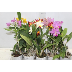 ORQUIDEA CATTLEYA MINI P12