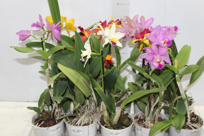<h4>ORQUIDEA CATTLEYA MINI P12</h4>