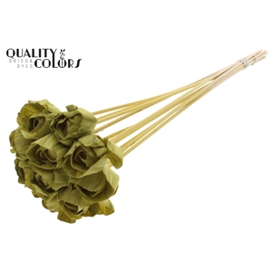 Shola Dear Holly 6cm on stem Olive