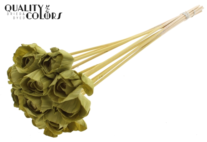 Shola Dear Holly 6cm on stem Olive