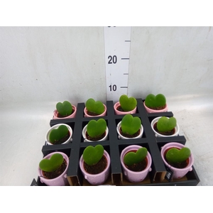 Arr.   Kamerplant Groen L%