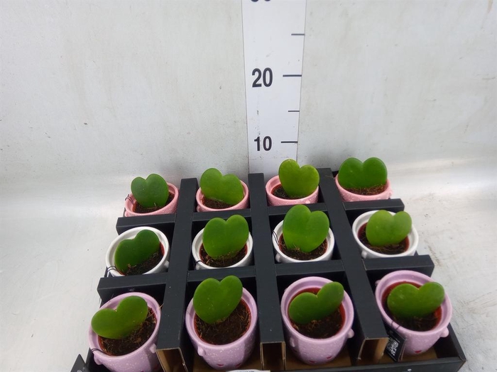 <h4>Arr.   Kamerplant Groen L%</h4>