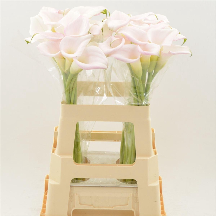 <h4>Calla 'Sweet Art'</h4>