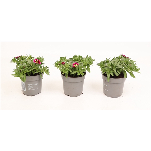 <h4>Calibrachoa Cabaret Good Night Kiss</h4>