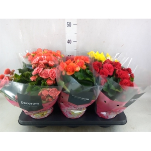 Begonia elat. DU   ...mix