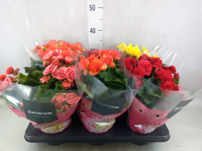<h4>Begonia elat. DU   ...mix</h4>