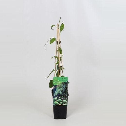 <h4>Actinidia arguta 'Issai'</h4>