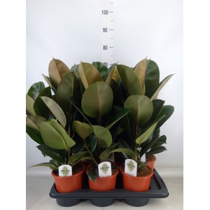 Ficus elastica 'Robusta'