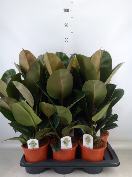 <h4>Ficus elastica 'Robusta'</h4>