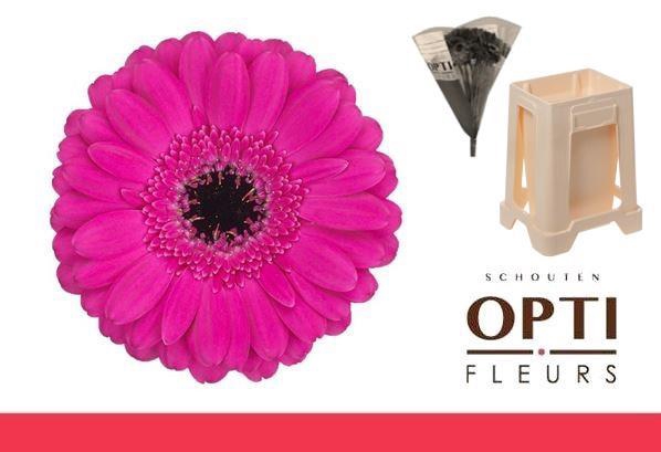 <h4>Germini Anna Water</h4>