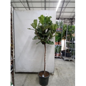 Ficus lyrata