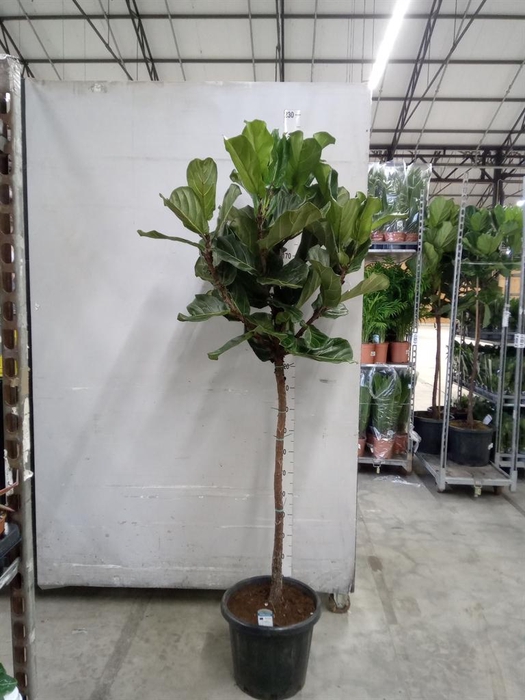 <h4>Ficus lyrata</h4>