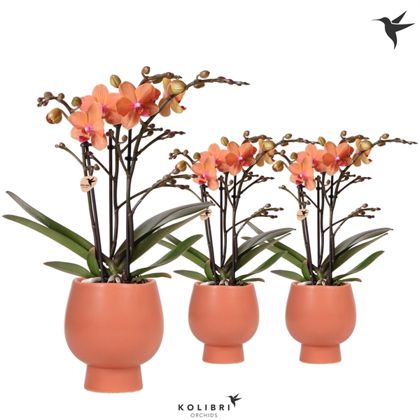 <h4>Kolibri Orchids Phalaenopsis orange 3 spike in Scandic pot terra</h4>