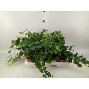 Hedera helix 'Wonder'