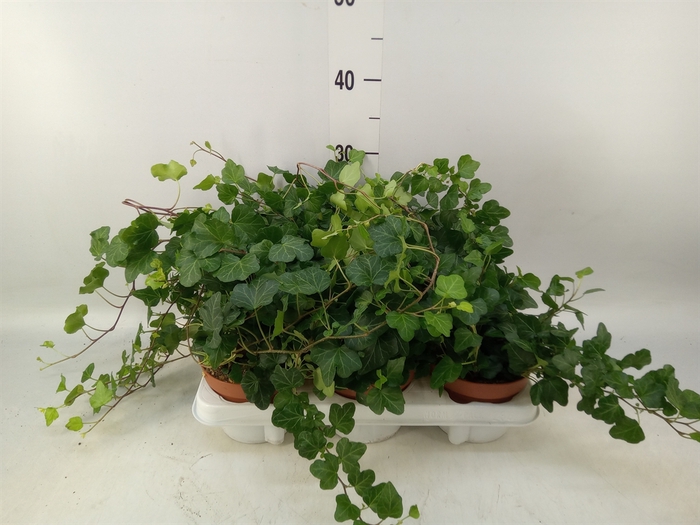 <h4>Hedera helix 'Wonder'</h4>