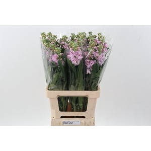 Matth Phantom Soft Pink