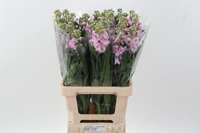 <h4>Matth Phantom Soft Pink</h4>