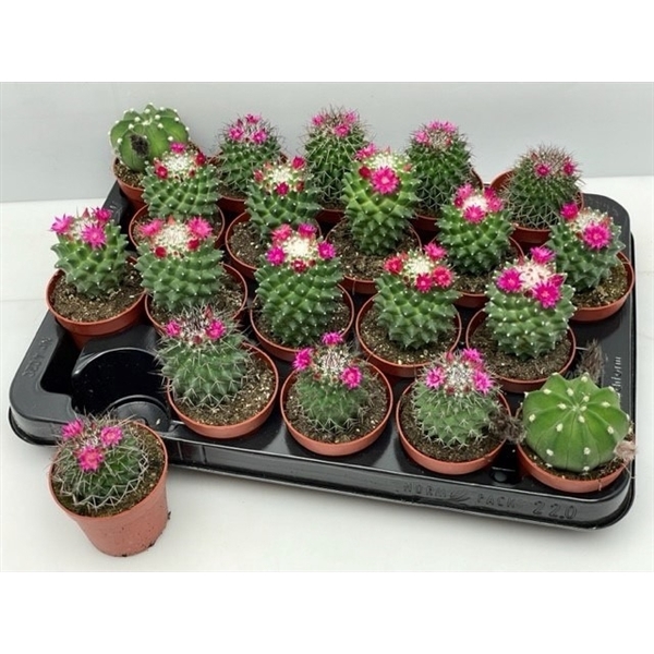 <h4>Cactus bloeiend</h4>