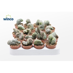 Opuntia Fulgida Cristata