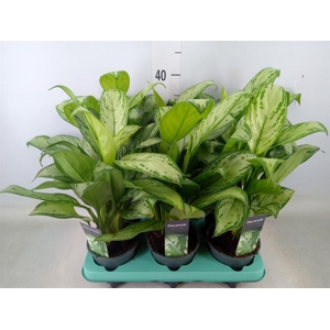 Aglaonema  'Maria Christina'