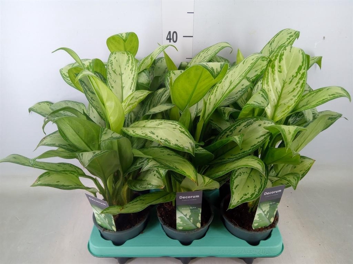 <h4>Aglaonema  'Maria Christina'</h4>