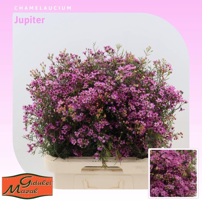 <h4>CHAME UN JUPITER</h4>