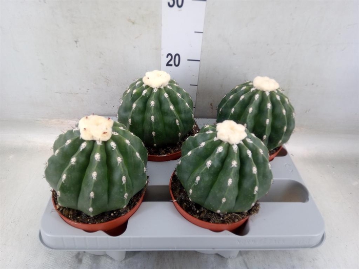 <h4>Cactus   ...</h4>