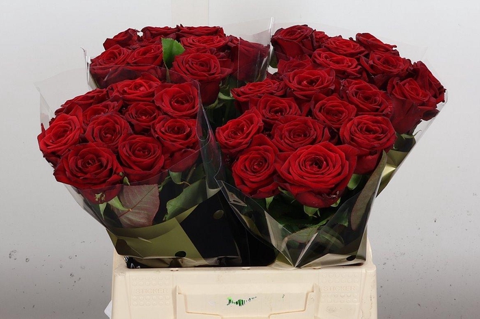 <h4>R Gr Red Naomi!</h4>