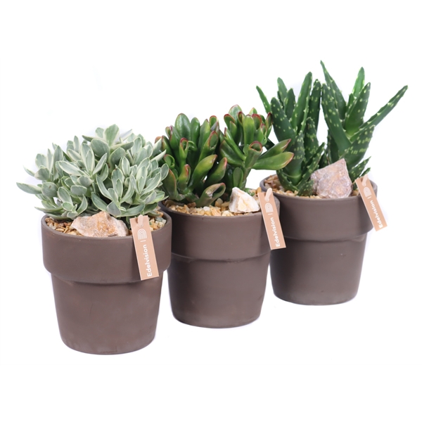 <h4>Succulent 12 cm in grijs/bruine pot met rand met grind, keien en etiket</h4>