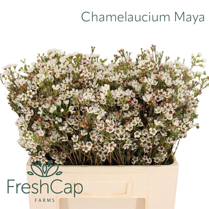 <h4>Chamelaucium Maya</h4>