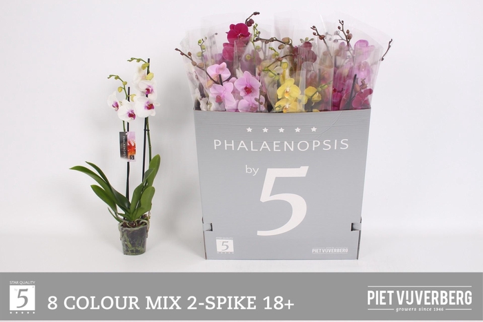 <h4>PHAL GEM 8 KL</h4>