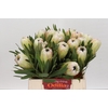 Protea White Night