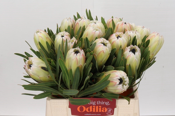 Protea White Night