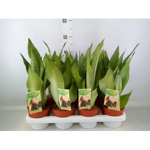 Sansevieria trifa. 'Moonshine'