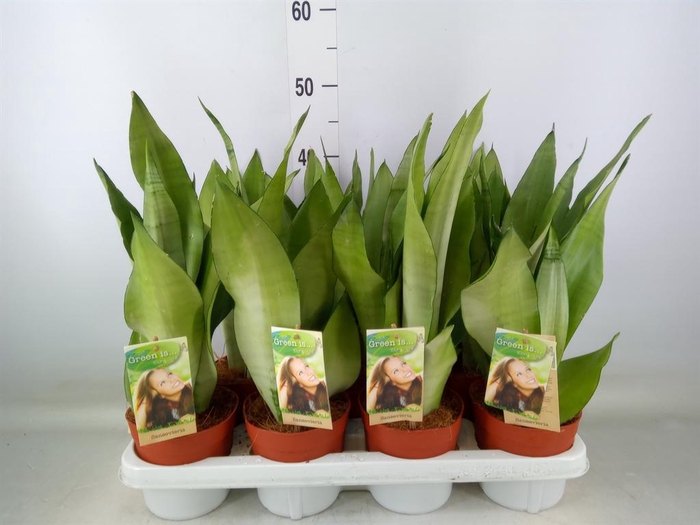 <h4>Sansevieria trifa. 'Moonshine'</h4>