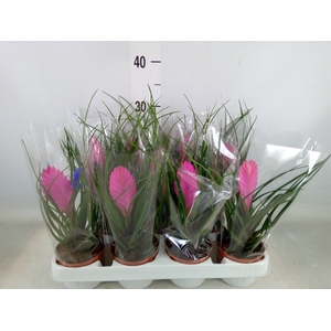 Tillandsia cyanea 'Vincent'