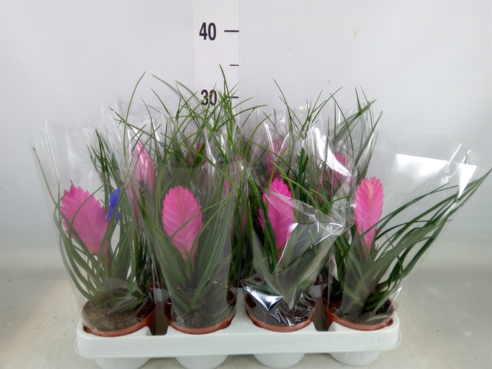 <h4>Tillandsia cyanea 'Vincent'</h4>
