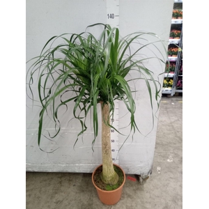 Beaucarnea recurvata