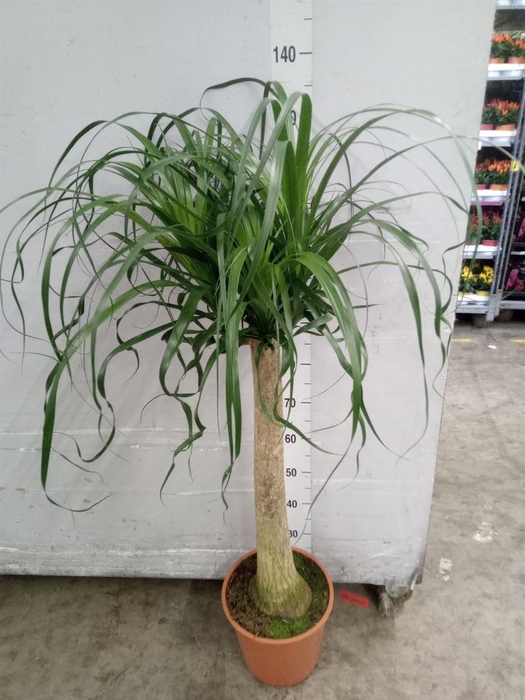 <h4>Beaucarnea recurvata</h4>