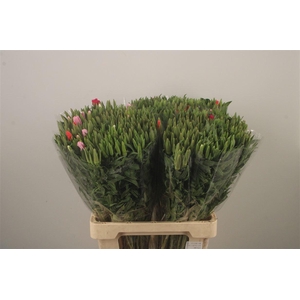 Clarkia Am Gr Mixed In The Bunch