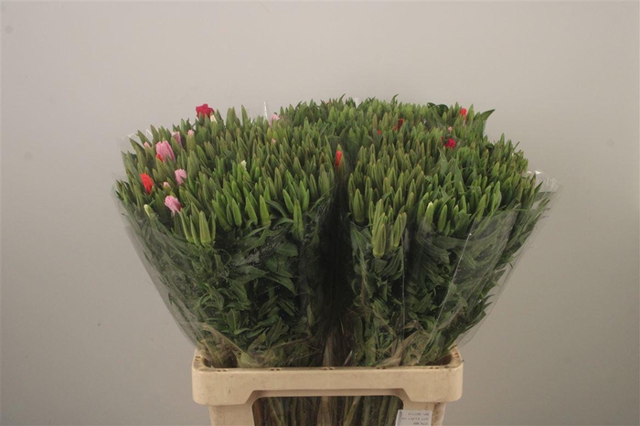 <h4>Clarkia Am Gr Mixed In The Bunch</h4>