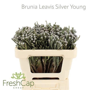 Brunia Leavis (silver Brunia) Young