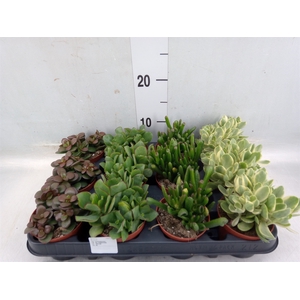 Crassula   ...mix