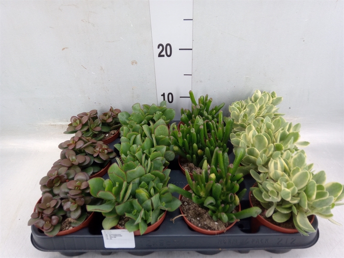 <h4>Crassula   ...mix</h4>