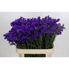 Limonium sinuatum Marina Violet