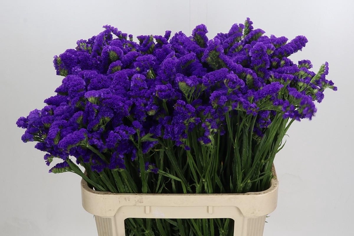 Limonium sinuatum Marina Violet