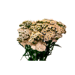 ACHILLEA MILLEFOLIUM BRANCO 070 CM