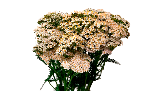 ACHILLEA MILLEFOLIUM BRANCO 070 CM