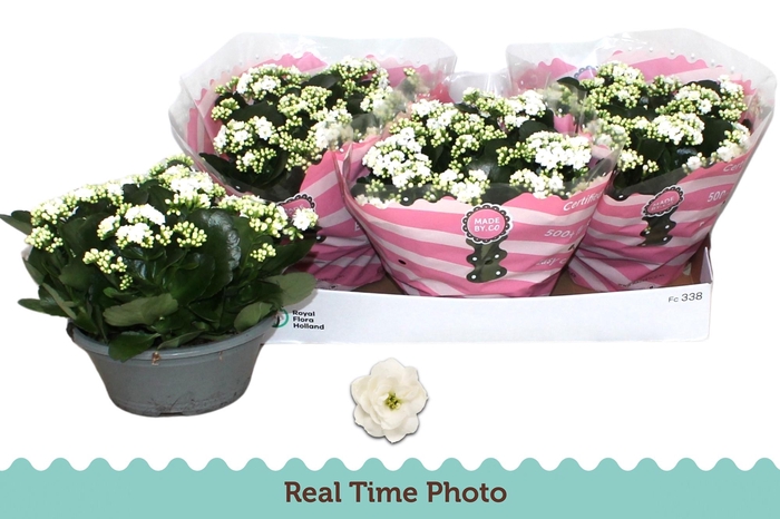 <h4>KAL B GE C MENZEL</h4>