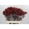 Anigozanthos Early Spring Indoor